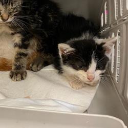 Shelter Stray Female Cat last seen , 2350 Appling City Cove, Memphis, TN 38133, USA