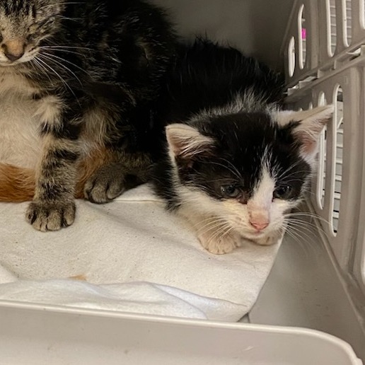 Shelter Stray Female Cat last seen , 2350 Appling City Cove, Memphis, TN 38133, USA