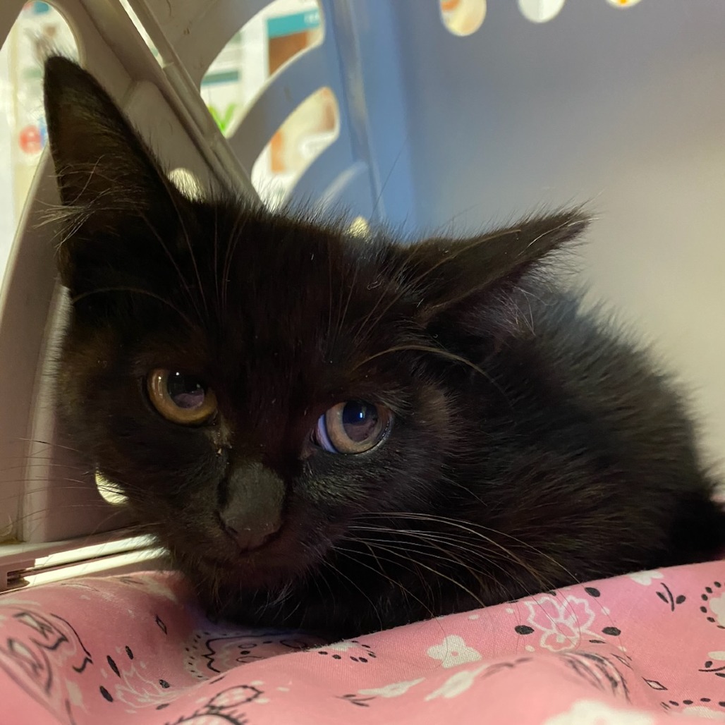 Shelter Stray Male Cat last seen , 2350 Appling City Cove, Memphis, TN 38133, USA
