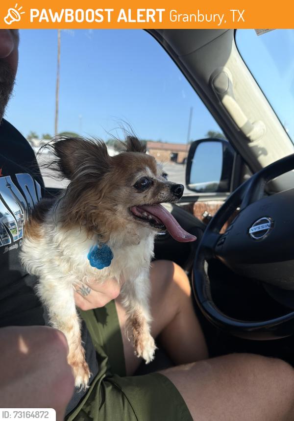 Found/Stray Female Dog last seen Lipan hwy, Granbury, TX 76048