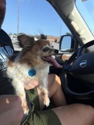 Found/Stray Female Dog last seen Lipan hwy, Granbury, TX 76048