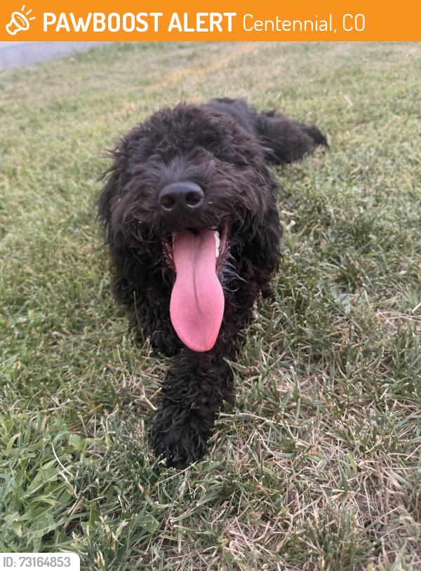 Found/Stray Male Dog last seen Near S Vine St. and E Mineral Ave., Centennial, CO 80122