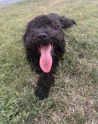Found/Stray Male Dog last seen Near S Vine St. and E Mineral Ave., Centennial, CO 80122