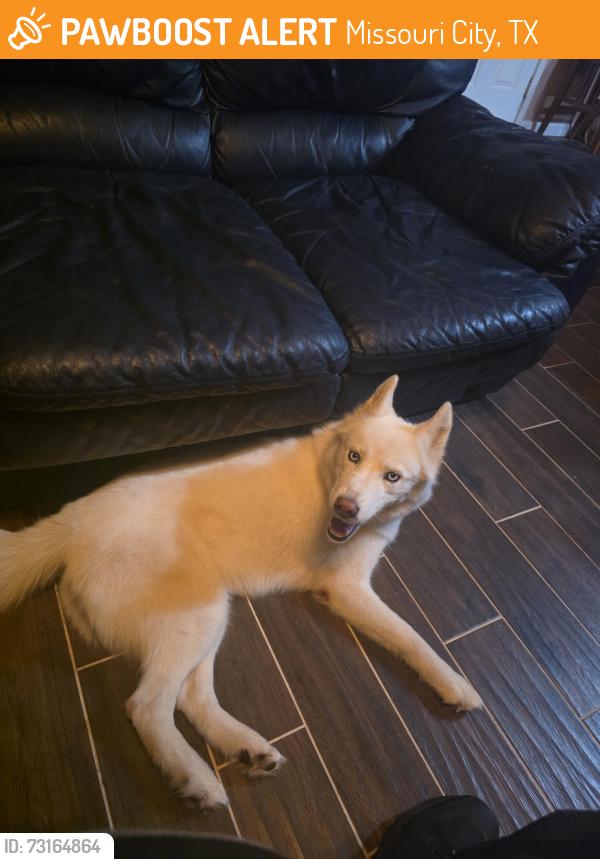 Found/Stray Female Dog last seen Waterfall, Missouri City, TX 77489