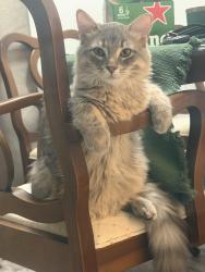 Lost Male Cat last seen 2195–2215 Sheridan Park Dr, Mississauga, ON L5K 1H3