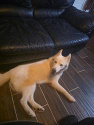 Found/Stray Female Dog last seen Waterfall, Missouri City, TX 77489