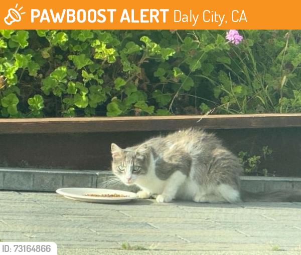 Found/Stray Unknown Cat last seen Franklin D Roosevelt School, Daly City, CA 94015