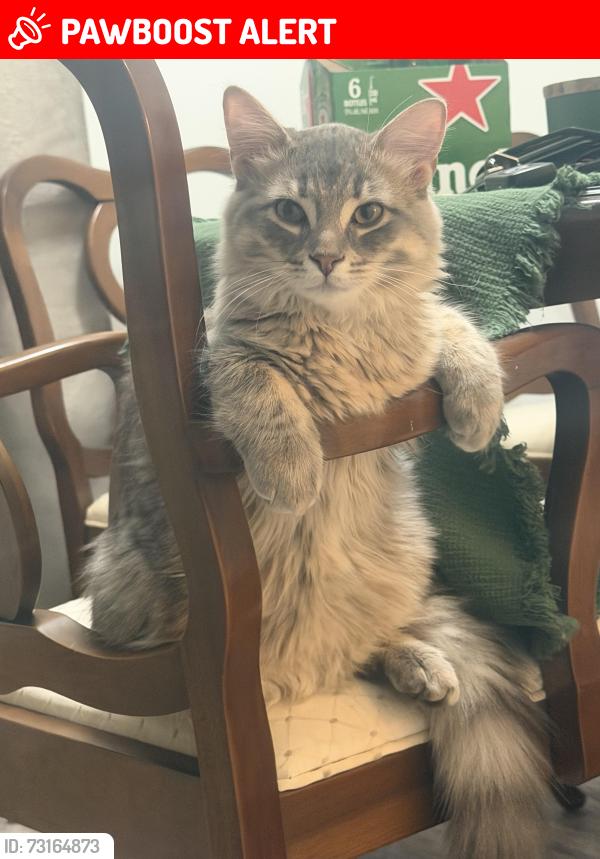 Lost Male Cat last seen 2195–2215 Sheridan Park Dr, Mississauga, ON L5K 1H3