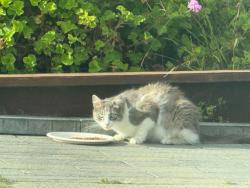 Found/Stray Unknown Cat last seen Franklin D Roosevelt School, Daly City, CA 94015