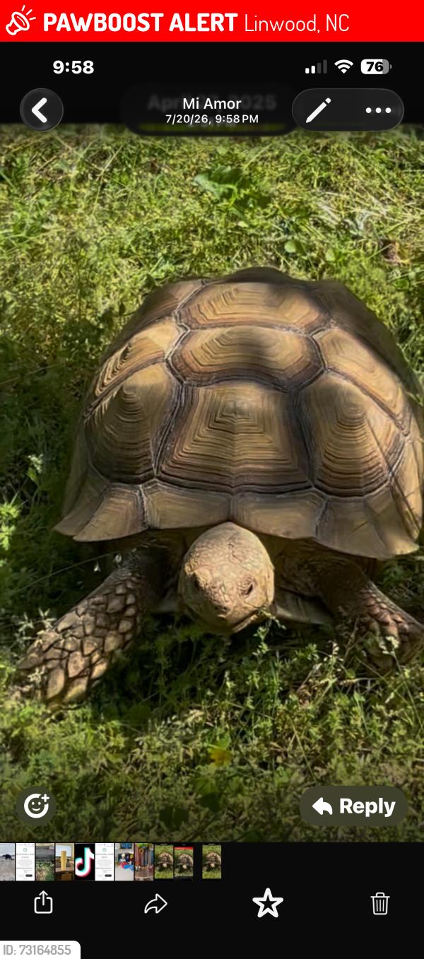 Lost Male Reptile last seen Near Cloverdale lane no 28052, Linwood, NC 27292