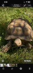 Lost Male Reptile last seen Near Cloverdale lane no 28052, Linwood, NC 27292