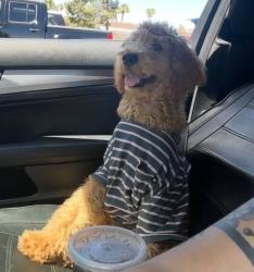 Lost Male Dog last seen Barrett St, Henderson, NV 89011
