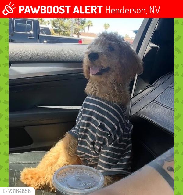 Lost Male Dog last seen Barrett St, Henderson, NV 89011
