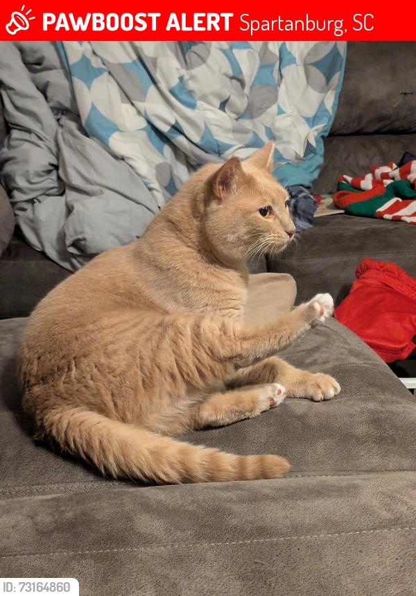 Lost Female Cat last seen Underneath my hse, Spartanburg, SC 29307