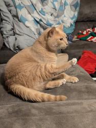 Lost Female Cat last seen Underneath my hse, Spartanburg, SC 29307