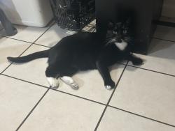 Reunited Male Cat last seen 56th &, San Diego, CA 92115
