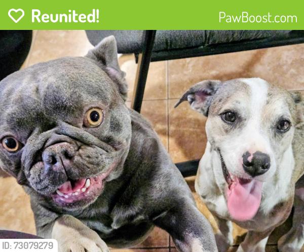 Reunited Male Dog last seen Speedway/Silverbell, Tucson, AZ 85745