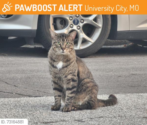Found/Stray Unknown Cat last seen Bartmer / Purcell by Olive Blvd, University City, MO 63130