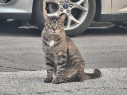 Found/Stray Unknown Cat last seen Bartmer / Purcell by Olive Blvd, University City, MO 63130