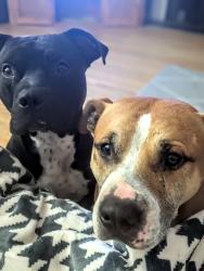 Lost Male Dog last seen Pennfield, Toledo, OH 43612