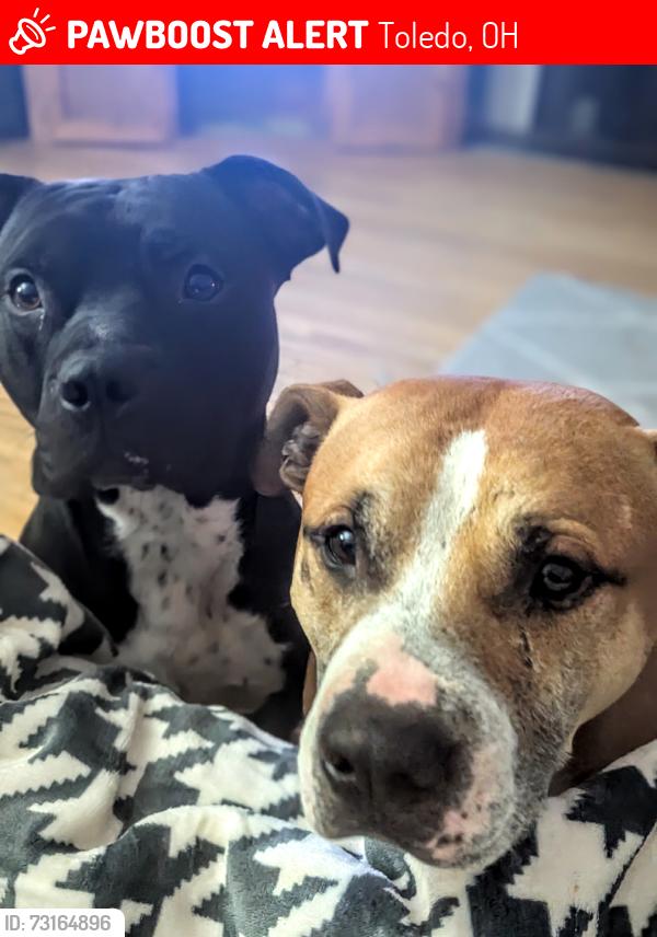 Lost Male Dog last seen Pennfield, Toledo, OH 43612