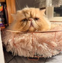 Lost Male Cat last seen Nursery road and constitution av, Renfrew, PA 16053