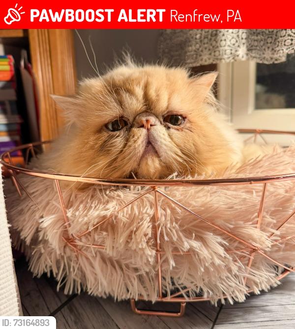 Lost Male Cat last seen Nursery road and constitution av, Renfrew, PA 16053