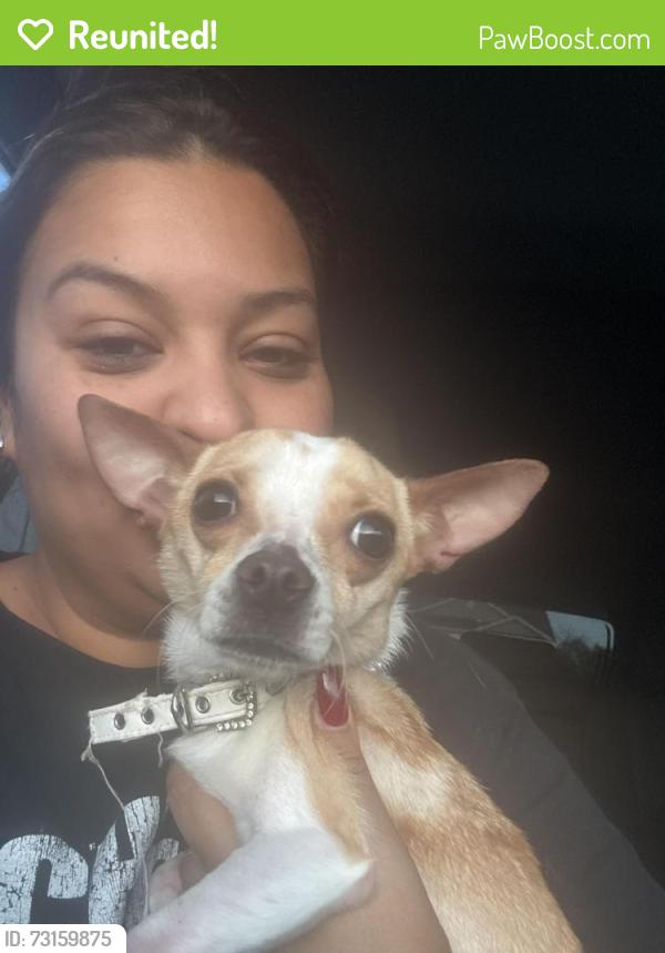 Reunited Female Dog last seen Spanish dagger/camier cove, San Antonio, TX 78218
