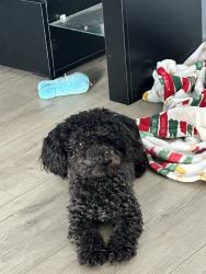Reunited Female Dog last seen Near N Oak Park St, Visalia, CA 93291, USA, Visalia, CA 93291