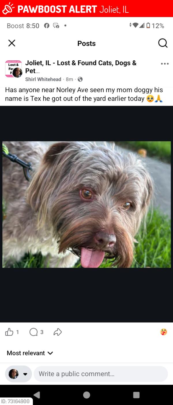 Lost Male Dog last seen Ace and route 30, Joliet, IL 60435