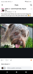 Lost Male Dog last seen Ace and route 30, Joliet, IL 60435