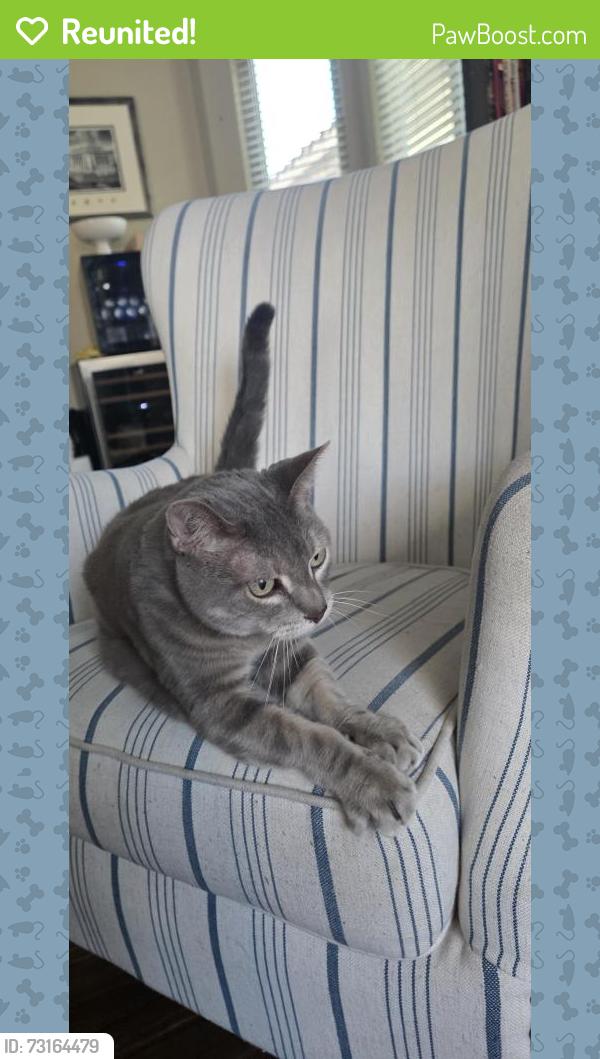 Reunited Male Cat last seen Rhodes Ranch on Durango, Las Vegas, NV 89148