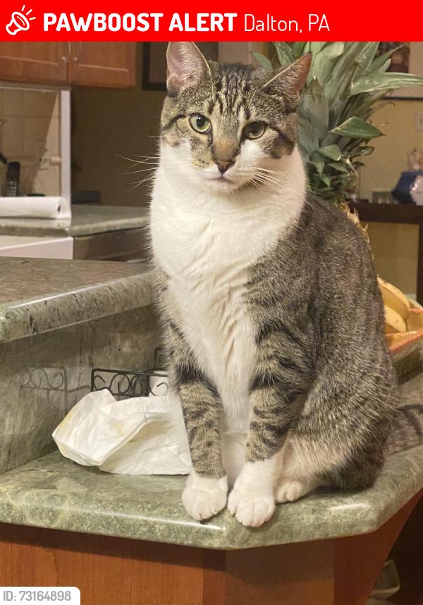 Lost Female Cat last seen Dean and Churchill Road Dalton, PA, Dalton, PA 18414
