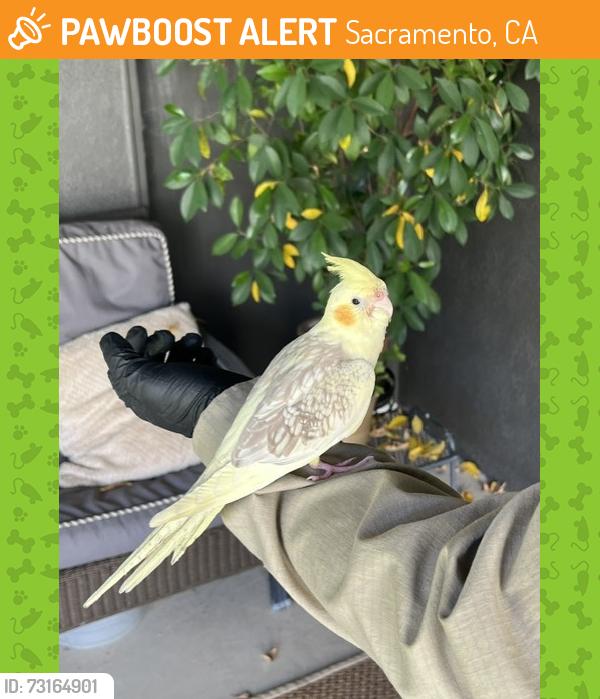Found/Stray Unknown Bird last seen East Sacramento, Sacramento, CA 95819