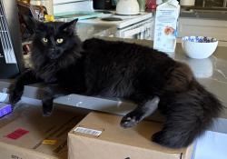 Reunited Male Cat last seen Littlerock Rd SW, Tumwater, WA 98512