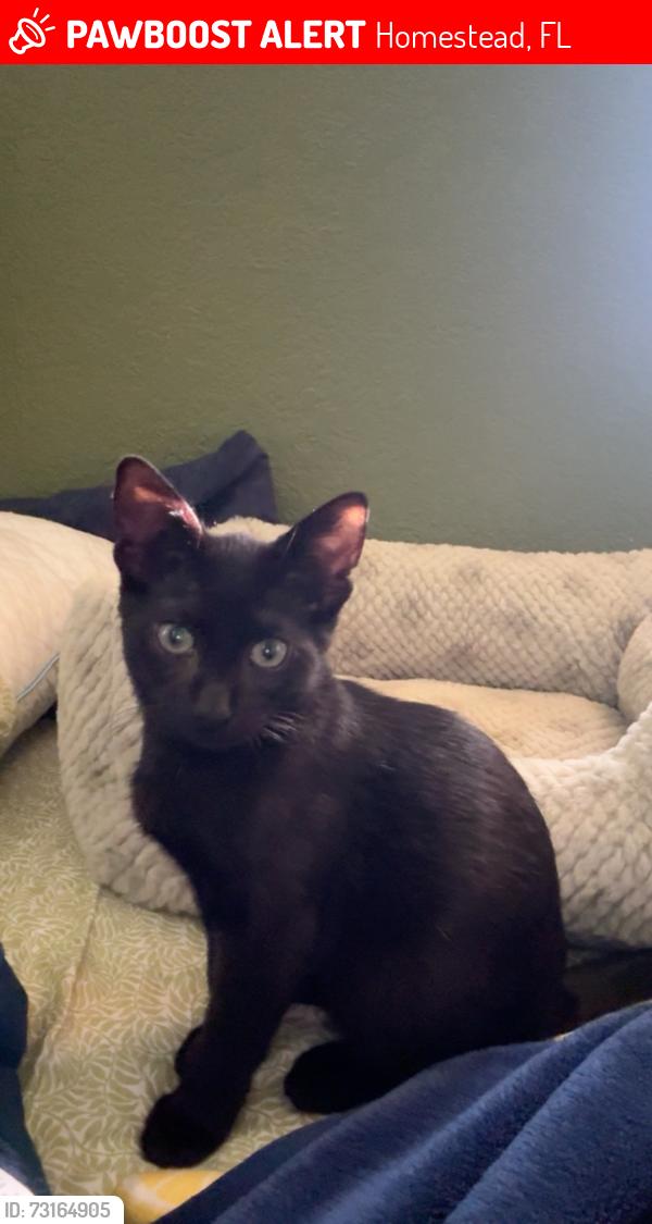 Lost Male Cat last seen The Olivia apmts, Homestead, FL 33033