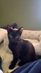 Lost Male Cat last seen The Olivia apmts, Homestead, FL 33033