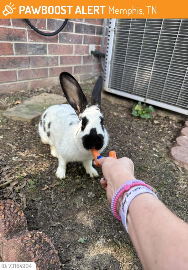 Found/Stray Unknown Rabbit last seen Dexter, Memphis, TN 38016