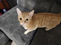 Reunited Female Cat last seen E 36th ct and Dubuque ave, Des Moines, IA 50317