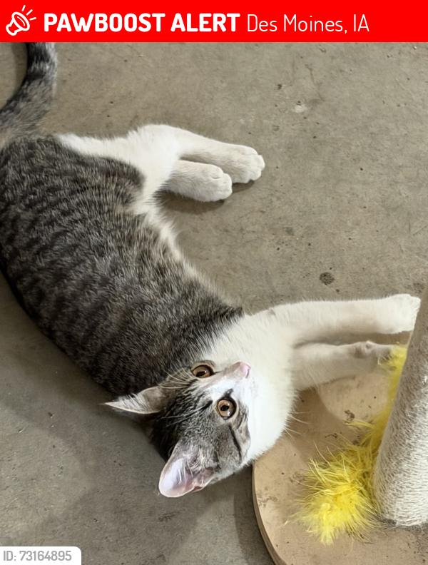 Lost Female Cat last seen Melbourne apmts, Des Moines, IA 50320