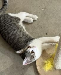 Lost Female Cat last seen Melbourne apmts, Des Moines, IA 50320