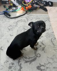 Lost Female Dog last seen Near Weimar way, Casselberry, Casselberry, FL 32707