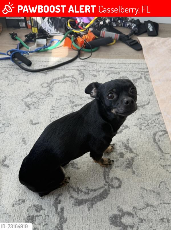 Lost Female Dog last seen Near Weimar way, Casselberry, Casselberry, FL 32707