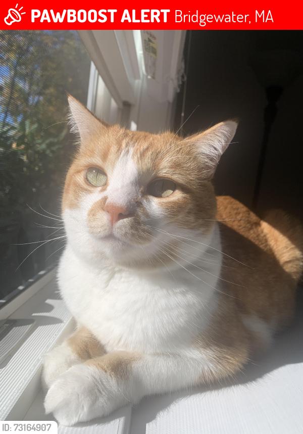 Found/Stray Male Cat last seen Winter Street and Conant Street, Bridgewater, MA 02324