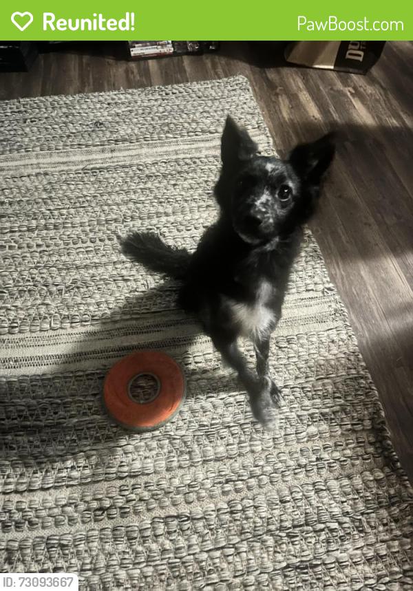 Reunited Female Dog last seen Taliwa & Moody near Chapman Hwy, Knoxville, TN 37920