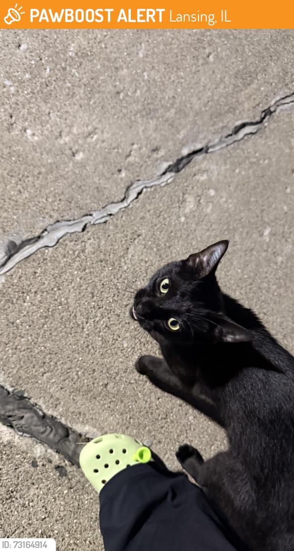 Found/Stray Unknown Cat last seen 170th and chicago ave, Lansing, IL 60438
