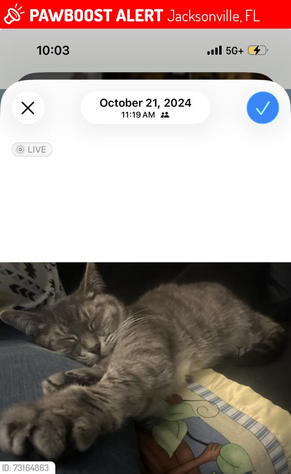 Lost Female Cat last seen Old said Augustine blvd and 295 exit, Jacksonville, FL 32258