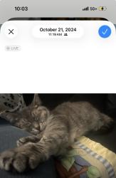 Lost Female Cat last seen Old said Augustine blvd and 295 exit, Jacksonville, FL 32258
