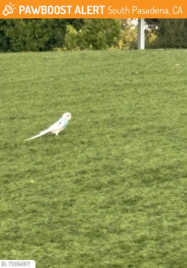Found/Stray Unknown Bird last seen Bank street and fair oaks, South Pasadena, CA 91030
