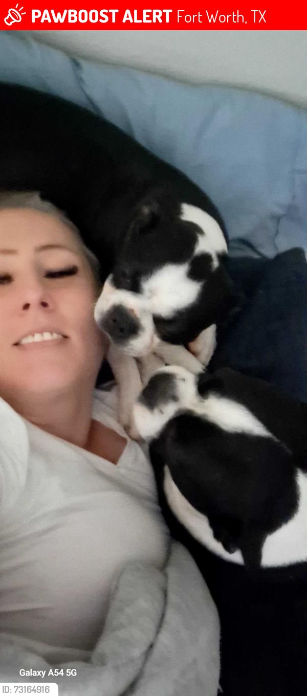 Lost Female Dog last seen Bluebell & legacy, Fort Worth, TX 76108